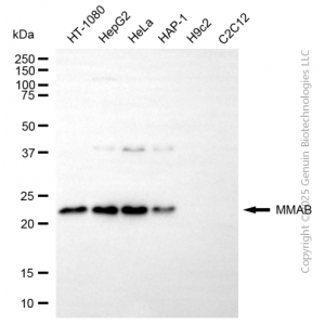 KD-Validated MMAB Mouse mAb (20 μl)