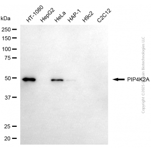 KD-Validated PIP4K2A Mouse mAb (20 μl)