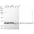 KD-Validated RDH14 Mouse mAb (20 μl)