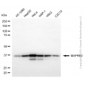 KD-Validated MAPRE2 Mouse mAb (20 μl)
