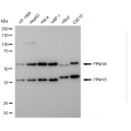 KD-Validated PPM1B Mouse mAb (20 μl)