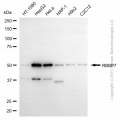 KD-Validated RBBP7 Mouse mAb (20 μl)