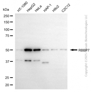 KD-Validated RBBP7 Mouse mAb (20 μl)