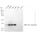 KD-Validated HMOX2 Mouse mAb (20 μl)