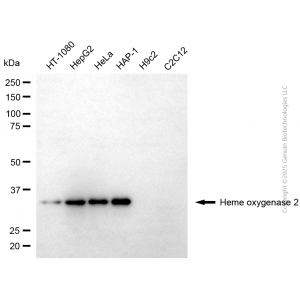 KD-Validated HMOX2 Mouse mAb (20 μl)