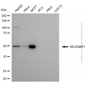KD-Validated SELENBP1 Mouse mAb (20 μl)