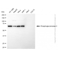 KD-Validated PGM3 Mouse mAb (20 μl)