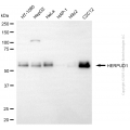 KD-Validated HERPUD1 Mouse mAb (20 μl)