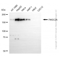 KD-Validated PIK3C2A Mouse mAb (20 μl)