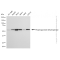 KD-Validated PHGDH Mouse mAb (20 μl)
