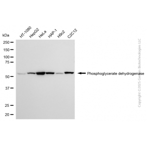 KD-Validated PHGDH Mouse mAb (20 μl)