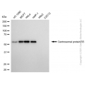 KD-Validated CEP55 Mouse mAb (20 μl)