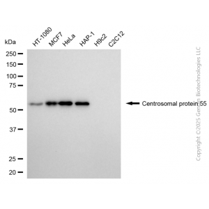 KD-Validated CEP55 Mouse mAb (20 μl)