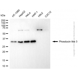 KD-Validated PDCL3 Mouse mAb (20 μl)
