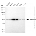 KD-Validated HNRNPH1 Mouse mAb (20 μl)