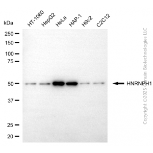 KD-Validated HNRNPH1 Mouse mAb (20 μl)