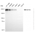 KD-Validated MYH9 Mouse mAb (20 μl)