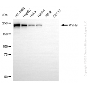 KD-Validated MYH9 Mouse mAb (20 μl)