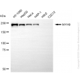 KD-Validated MYH9 Mouse mAb (20 μl)