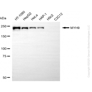 KD-Validated MYH9 Mouse mAb (20 μl)