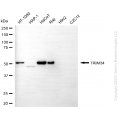 KD-Validated TRIM34 Mouse mAb (20 μl)