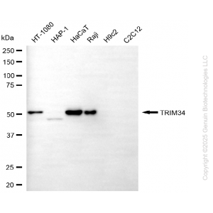 KD-Validated TRIM34 Mouse mAb (20 μl)