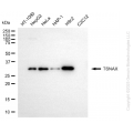 KD-Validated TSNAX Mouse mAb (20 μl)