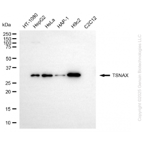 KD-Validated TSNAX Mouse mAb (20 μl)