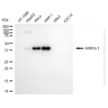 KD-Validated ASRGL1 Mouse mAb (20 μl)