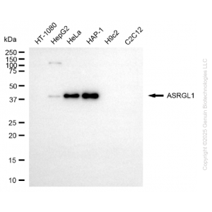 KD-Validated ASRGL1 Mouse mAb (20 μl)