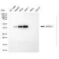 KD-Validated ASRGL1 Mouse mAb (20 μl)