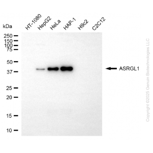 KD-Validated ASRGL1 Mouse mAb (20 μl)