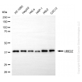 KD-Validated UBE2Z Mouse mAb (20 μl)