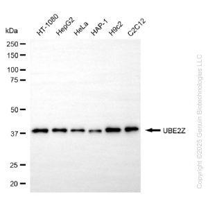 KD-Validated UBE2Z Mouse mAb (20 μl)