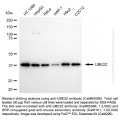 KD-Validated UBE2Z Mouse mAb (20 μl)