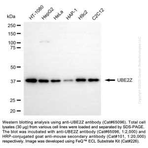 KD-Validated UBE2Z Mouse mAb (20 μl)