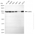 KD-Validated UHRF2 Mouse mAb (20 μl)