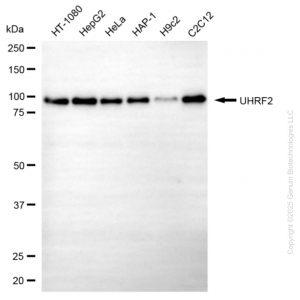 KD-Validated UHRF2 Mouse mAb (20 μl)