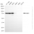 KD-Validated IMMT Mouse mAb (20 μl)
