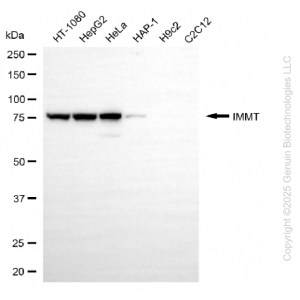 KD-Validated IMMT Mouse mAb (20 μl)