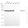 KD-Validated IMMT Mouse mAb (20 μl)