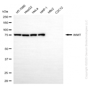 KD-Validated IMMT Mouse mAb (20 μl)