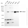 KD-Validated TRIM47 Mouse mAb (20 μl)