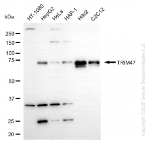 KD-Validated TRIM47 Mouse mAb (20 μl)