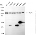 KD-Validated RNF31 Mouse Oligoclonal Antibody (20 μl)