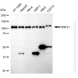 KD-Validated RNF31 Mouse Oligoclonal Antibody (20 μl)