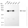 KD-Validated TRIM47 Mouse Oligoclonal Antibody (20 μl)