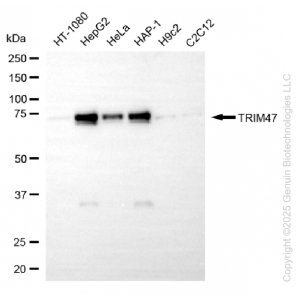 KD-Validated TRIM47 Mouse Oligoclonal Antibody (20 μl)