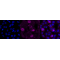 KD-Validated PRAS40 Rabbit mAb (20 μl)