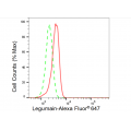 KD-Validated LGMN Rabbit mAb (20 μl)